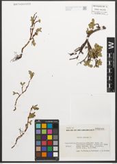 Foto von Salix retusa L.